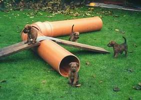 Honey, Highlander, Hannah, Happy