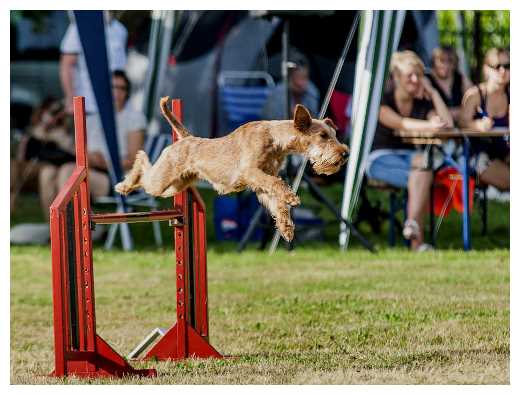 Agiturnier Dorsten-Carlotta Sprung