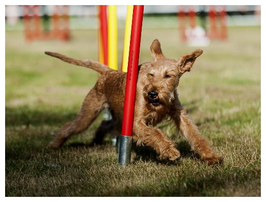 Agiturnier Dorsten-Carlotta im Slalom