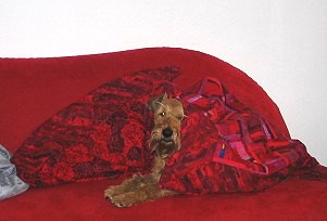 Baghira, eingekuschelt