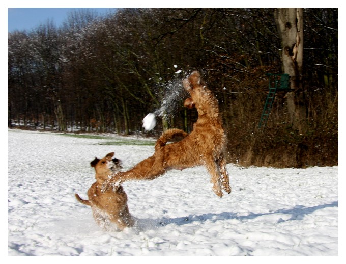 Carlotta elegant, Weih. 2013