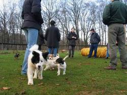 Gemischte Welpengruppe