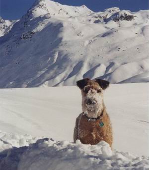 GrennderungBrutus im Schnee