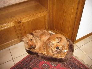 GrennderungJule und Baghira