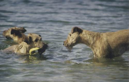 GrennderungWasserhunde