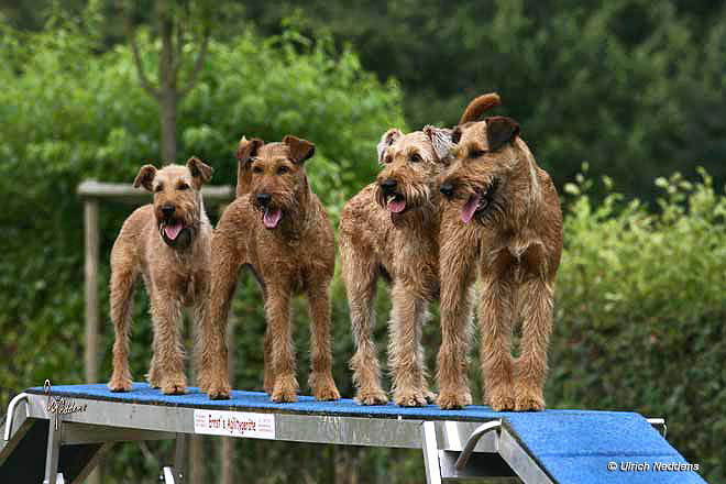 Jule, Emma, Baghira, Tara