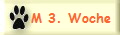 M 3. Woche