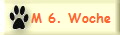 M 6. Woche