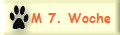 M 7. Woche