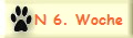 N 6. Woche