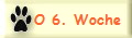 O 6. Woche