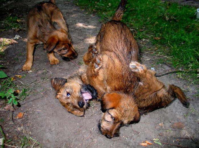 v.l. Kooper, Kalvin, Paula