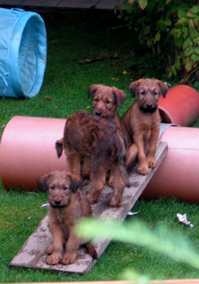 von vorn: Klrchen, Kalvin, Kooper, Paula