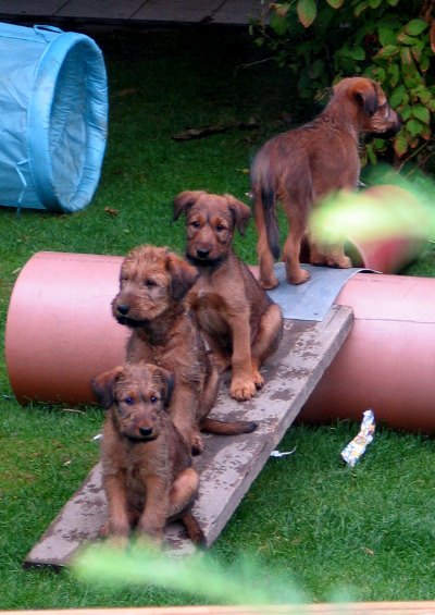 von vorn: Klrchen, Kalvin, Kooper, Paula