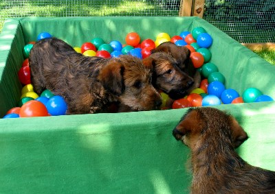 Kalvin, Paula, Kooper, vorn Klrchen