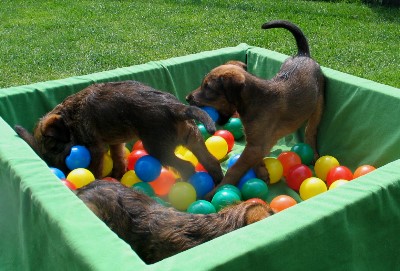 li. Klrchen, re. Paula, vorn Kalvin