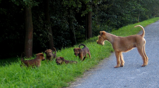 v.l. Kooper, Kalvin, Paula, Klrchen, Juma 