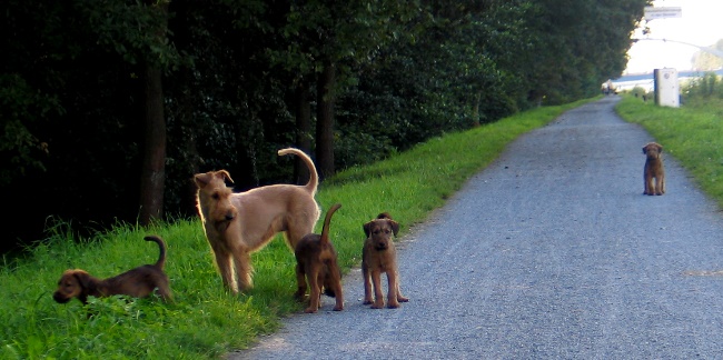 Kooper, Juma, Klrchen, Paula, Kalvin