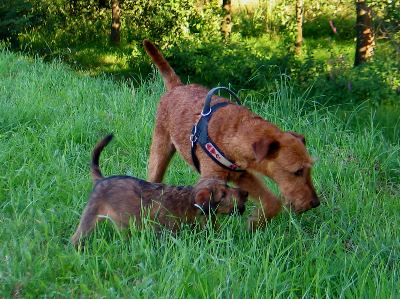 Klrchen mit Red Rabbits Hello Byron