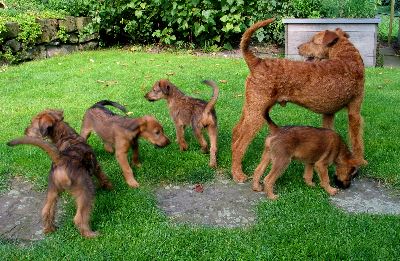 v.l. Kalvin, Kooper, Klrchen,  Hello Byron und Paula