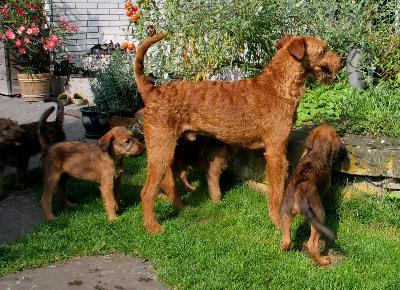 v.l. Kooper, Hello Byron und  Kalvin