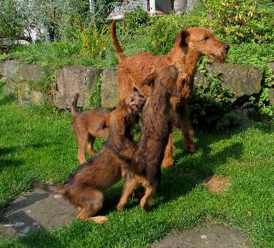 Hello Byron immer noch geduldig