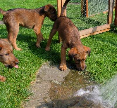 Klrchen, Kooper und Paula
