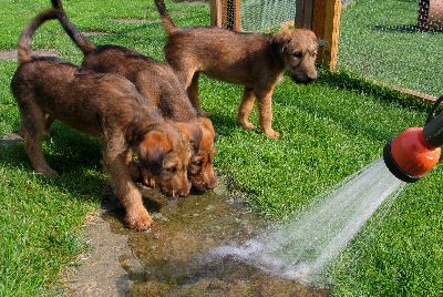 Klrchen, Paula und Kooper