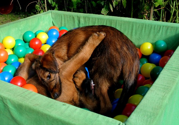 Kooper und Paula (oben)