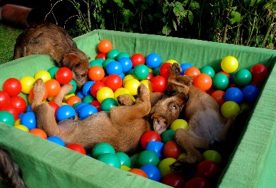 Klrchen, Kooper und Paula