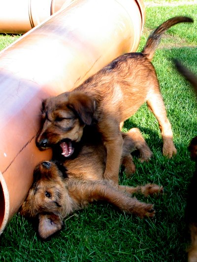 Paula und Kooper (oben)