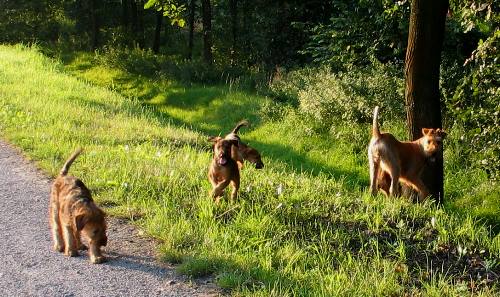 Kalvin, Kooper, hinten Paula, Juma  und Klara verdeckt