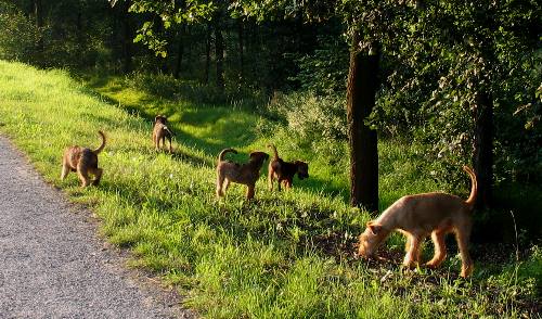 Kalvin, Paula, Klara , Kooper und Juma