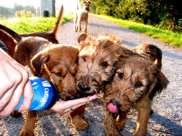 Kooper, Kalvin und Klara