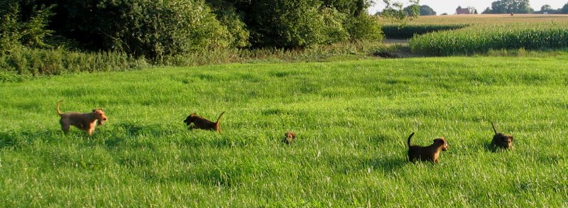 Gewimmel auf der Weide