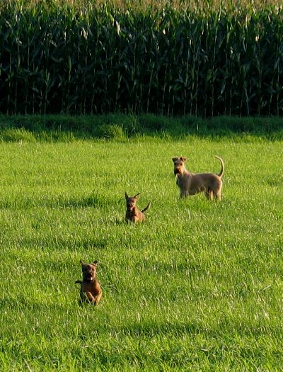 Juma mit Kooper und vorn Paula