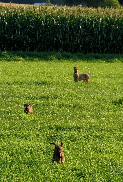 Juma mit Kooper und vorn Paula