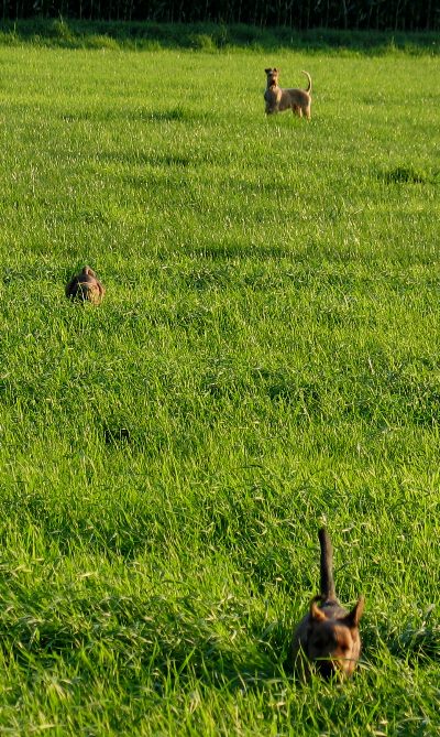 Juma mit Kooper und vorn Paula