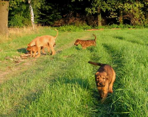 Vorn: Paula, dahinter Kalvin