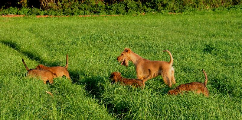 l. Paula und Kooper, re. Klara und Kalvin