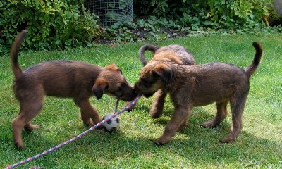 Kooper, hinten Klrchen u. Kalvin