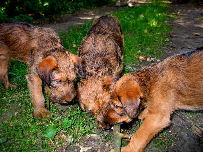 v.l. Klrchen, Kalvin, Paula